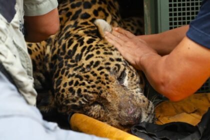 Onça capturada após ataque a caseiro apresenta alterações no fígado e nos rins, apontam exames