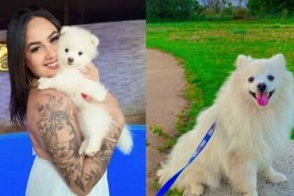 Homem não aceita término e mata cachorro da ex a facadas