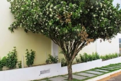 Proibição de murta em Campo Grande é positiva para dar segurança sanitária à citricultura no Estado